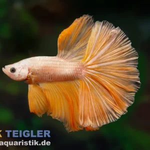 Online Kaufen Halfmoon Kampffisch Mask Gold, Männchen, Betta splendens